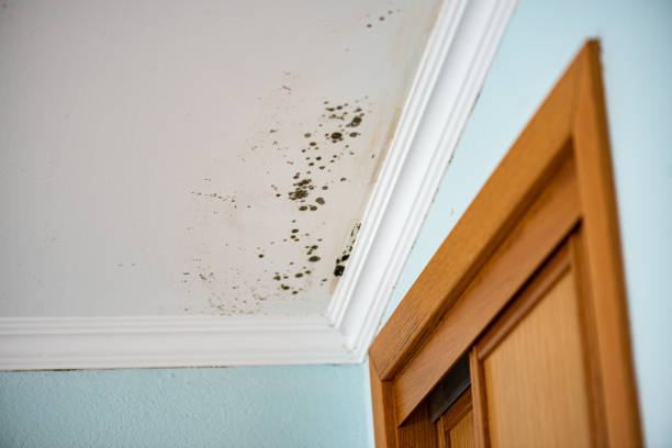 Professional Mold Removal in Kennett, MO