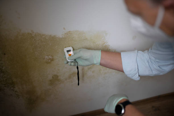 Best Attic Mold Removal  in Kennett, MO