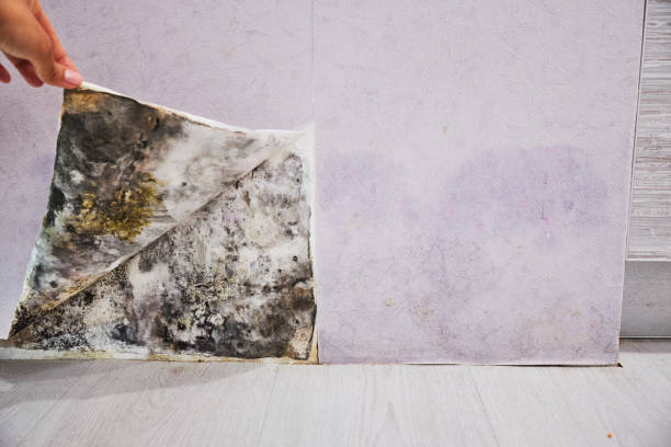 Best Black Mold Removal  in Kennett, MO